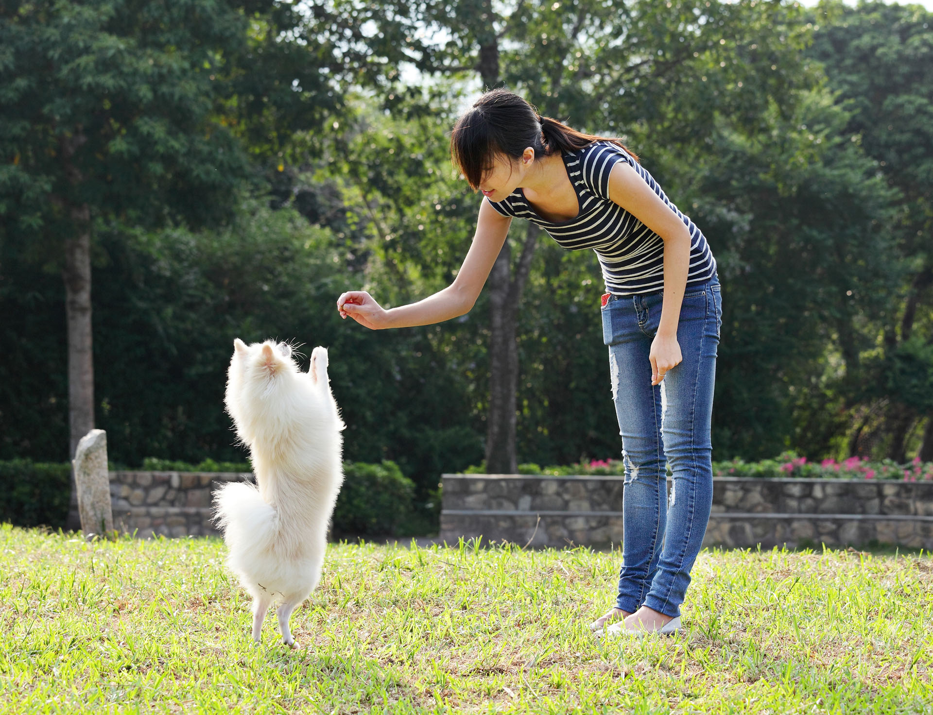 formation-comportementaliste-canin