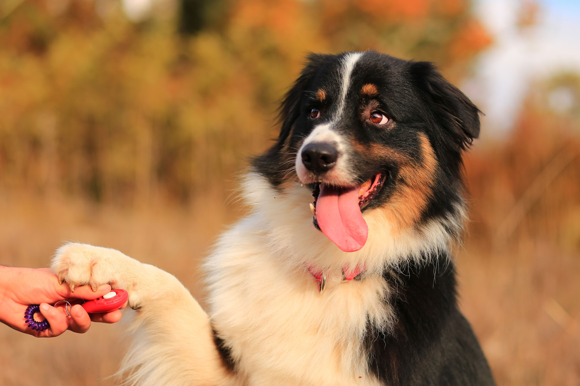 formation-educateur-canin