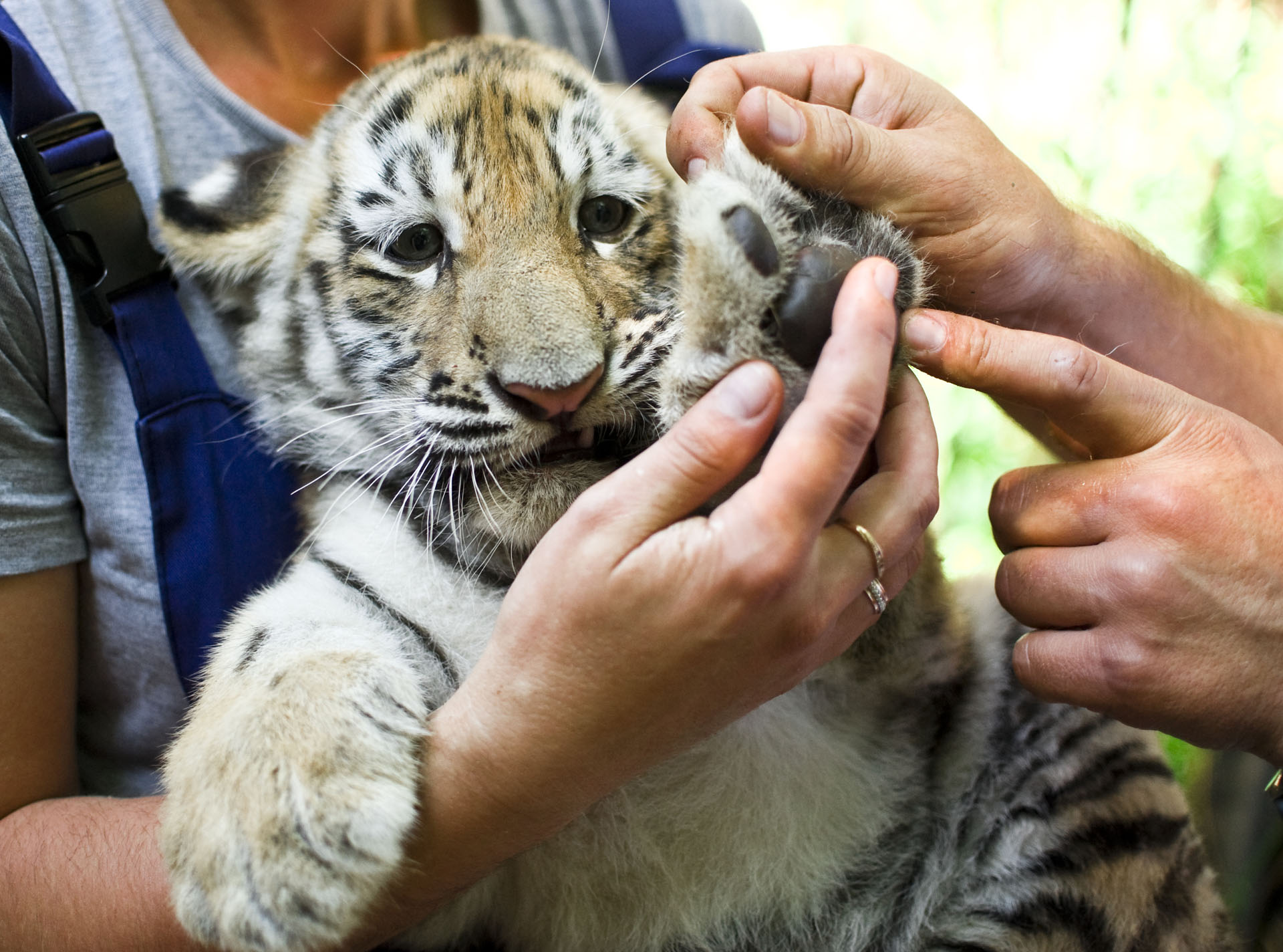 Soigneur Animaux Sauvages Métier Études Salaire Educatel