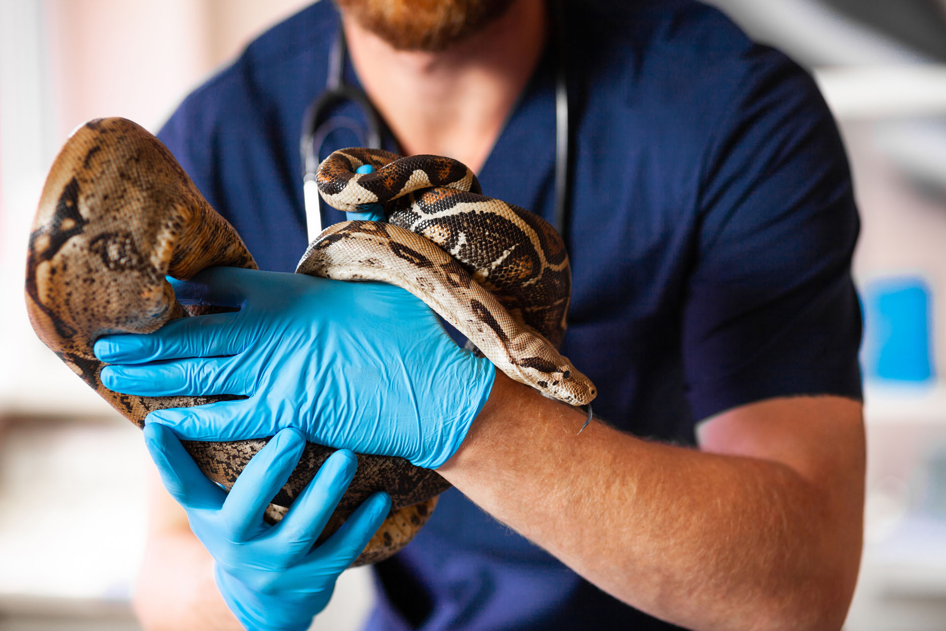 Devenir Soigneur Animalier Métier Études Salaire Educatel