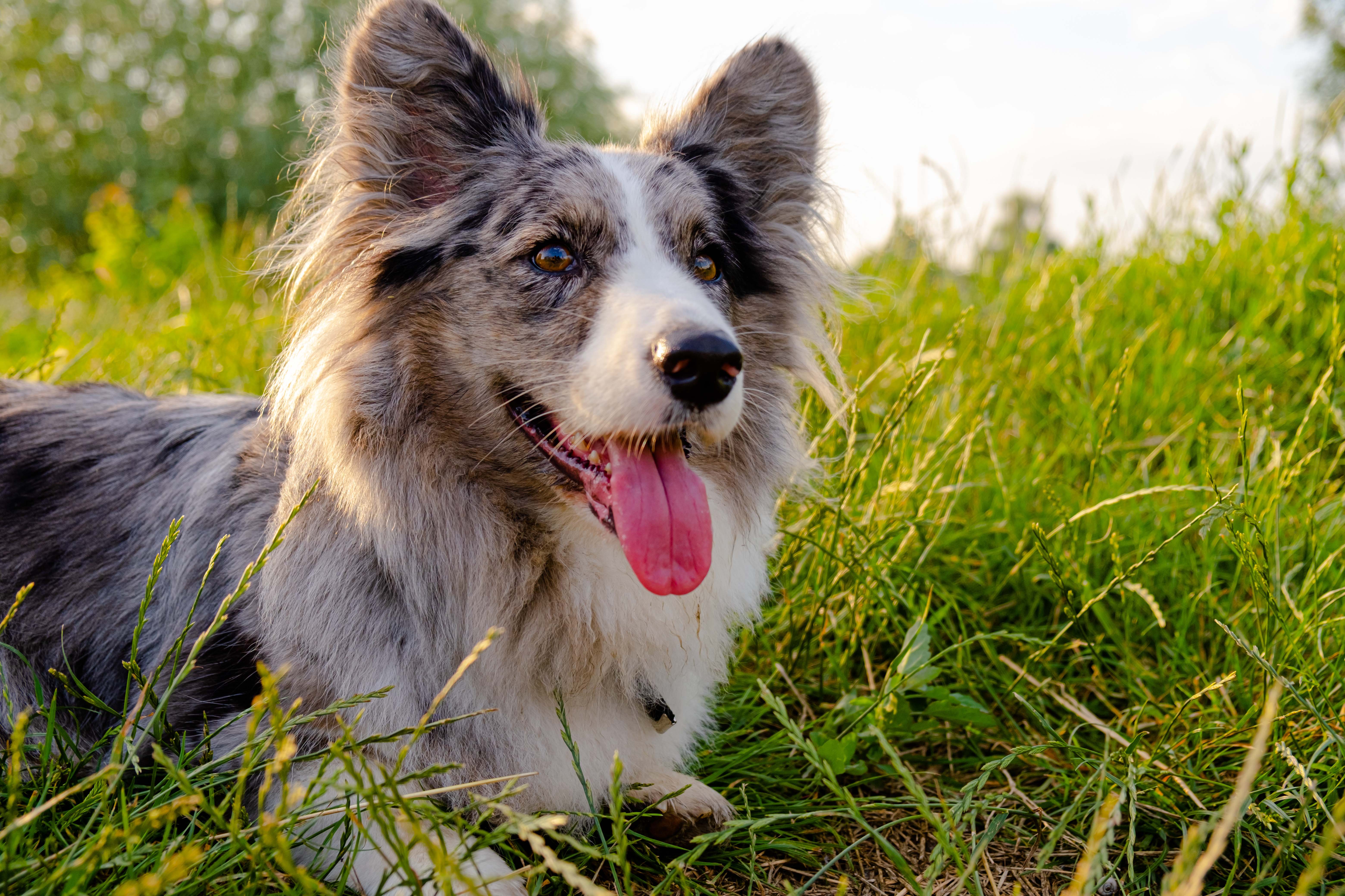 Comment traiter les tiques de son chien ?