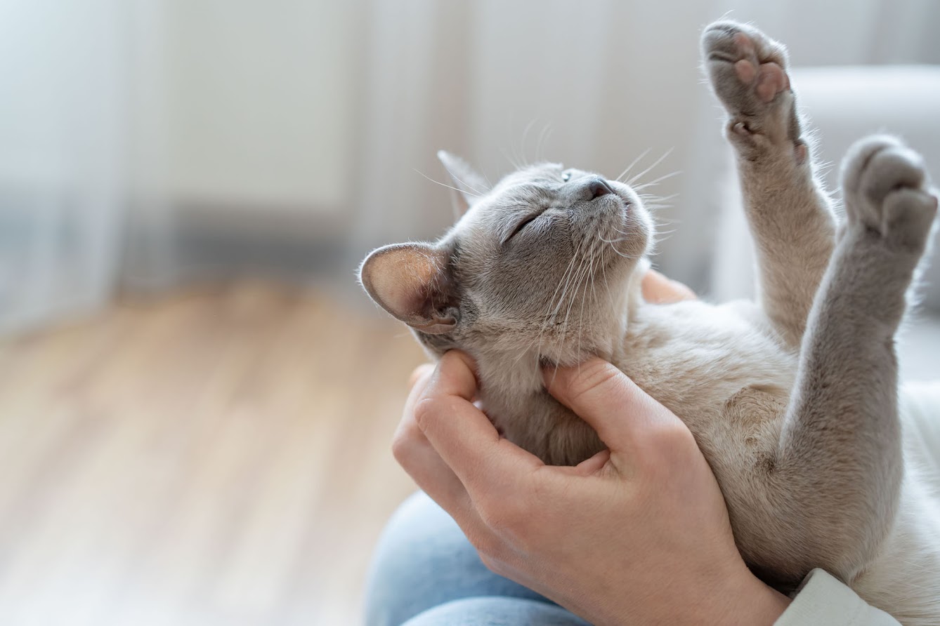 Comment soigner un chat qui éternue ?