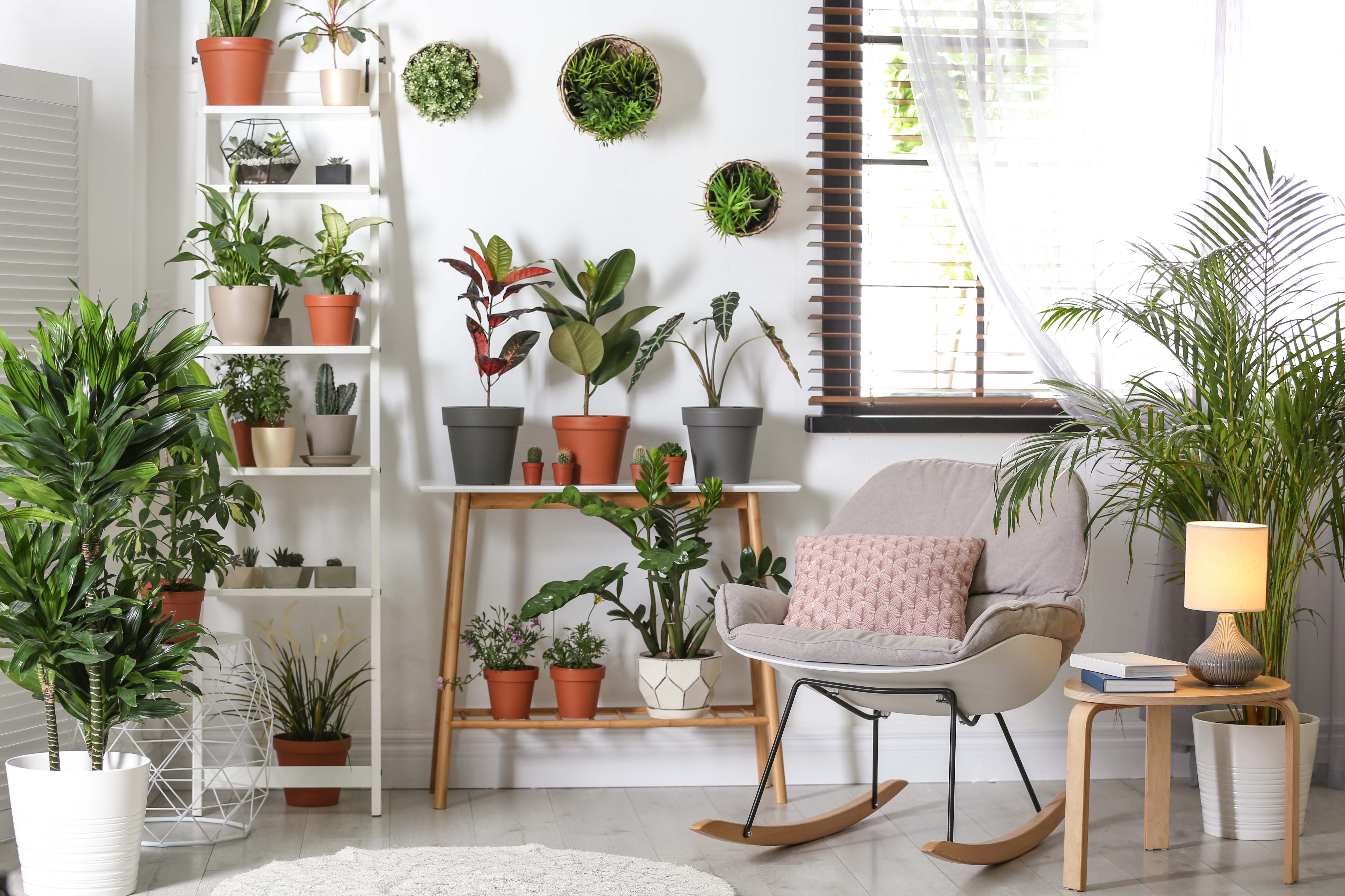 Quelles plantes peut-on mettre dans sa chambre ?