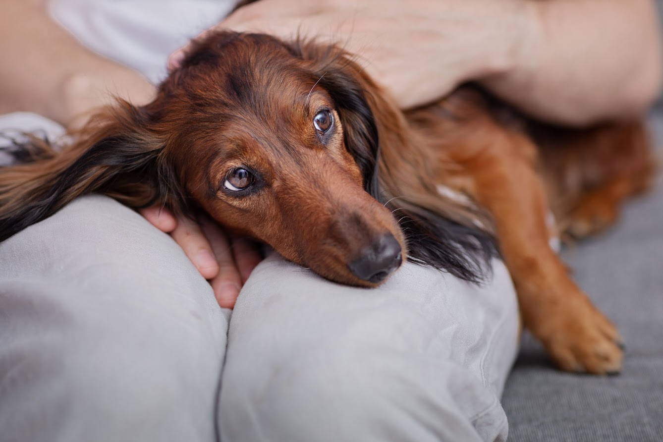 Mon chien tremble: pourquoi et que faire ?