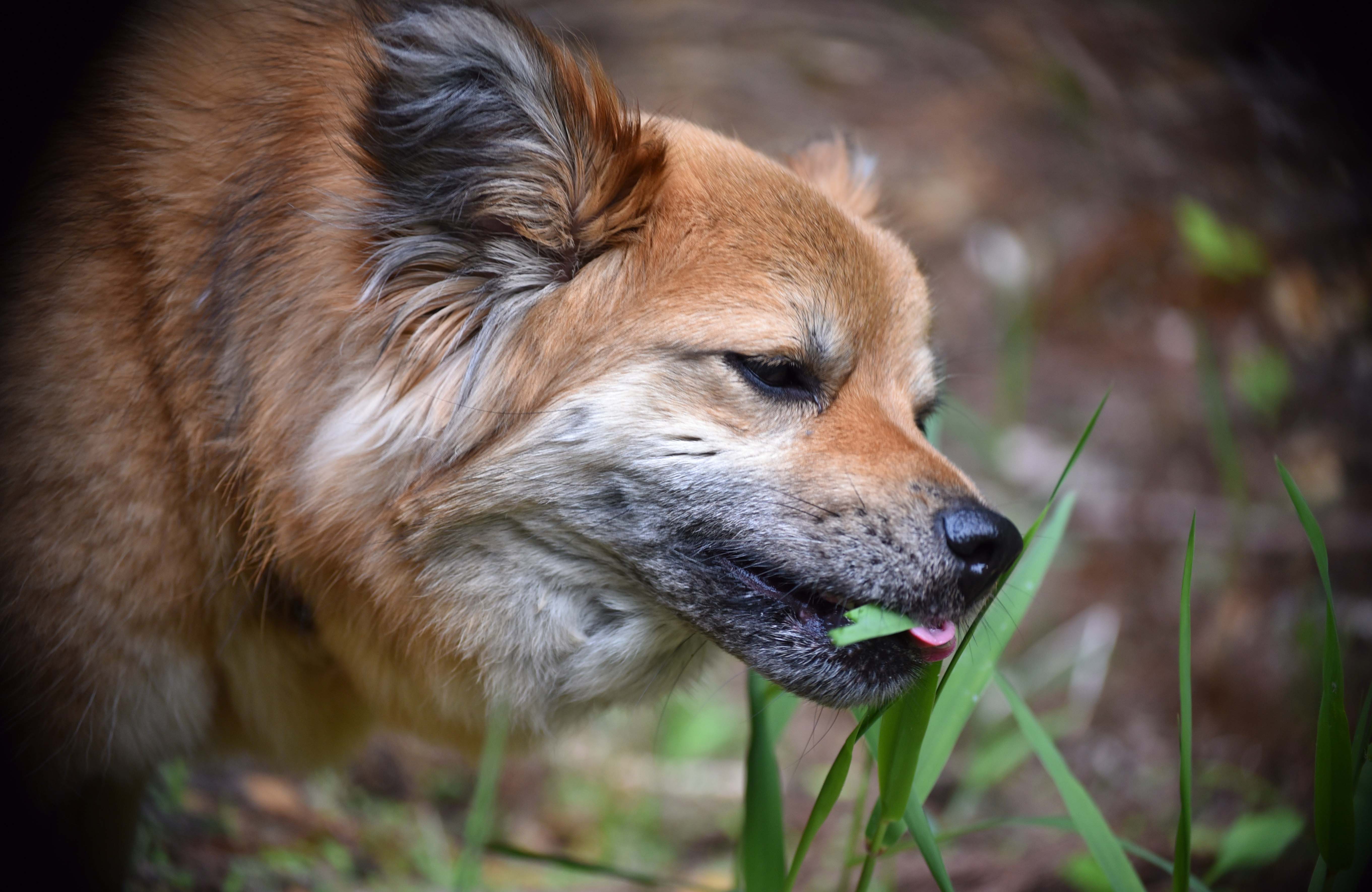 Chien qui mange de l'herbe : pourquoi et que faire ? - Educatel